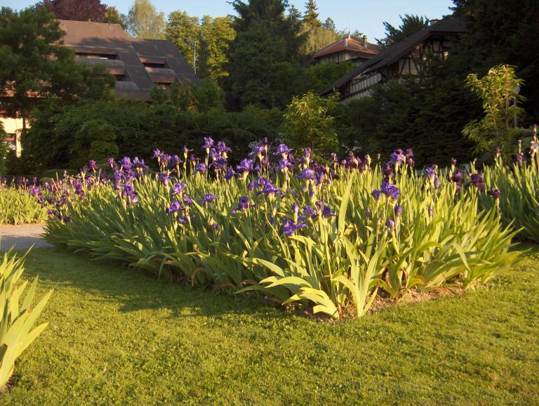 Irisgarten Belvoirpark | garten.ch